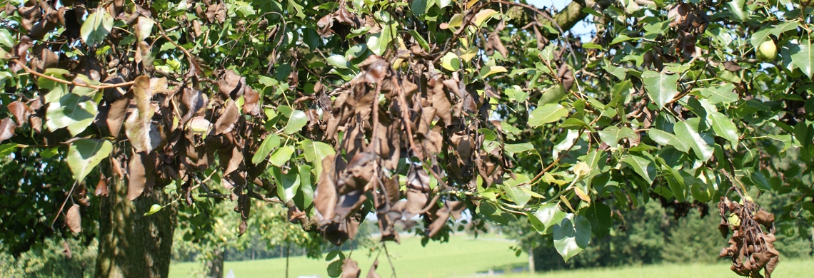 Ein mit Feuerbrand befallener Obstbaum